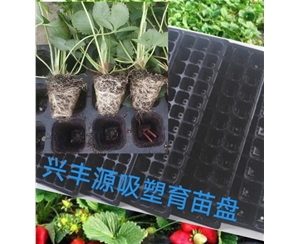 江西草莓育苗吸塑盘